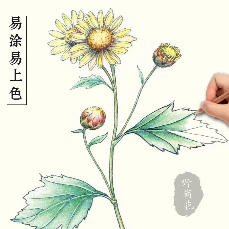 Chinese Painting Line Drawing Herbal Medicine Coloring Understanding Learning hHerbs And Plants Primer Book