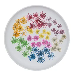 1.5 ~ 2.5CM/24 e 36 pezzi teste di Snowdrops pressate essiccate naturali Decorative, piccoli fiori di pizzo per gioielli in resina artigianale fai da te, candele