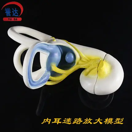 Inner ear labyrinth amplification model ear internal structure ear anatomy experiment teaching instrument 20*14*10cm