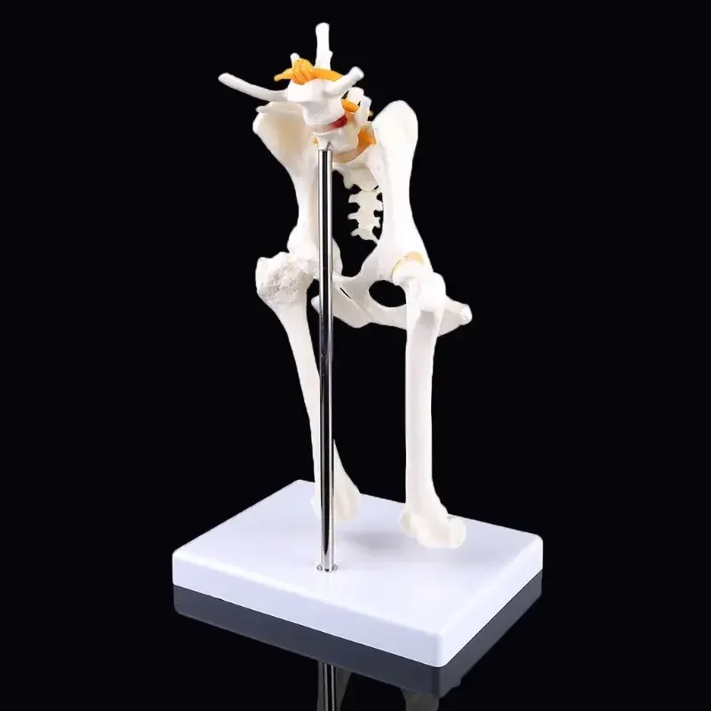 animal skeleton canine pet veterinary teaching Osteoporosis dog hip model dog skeleton