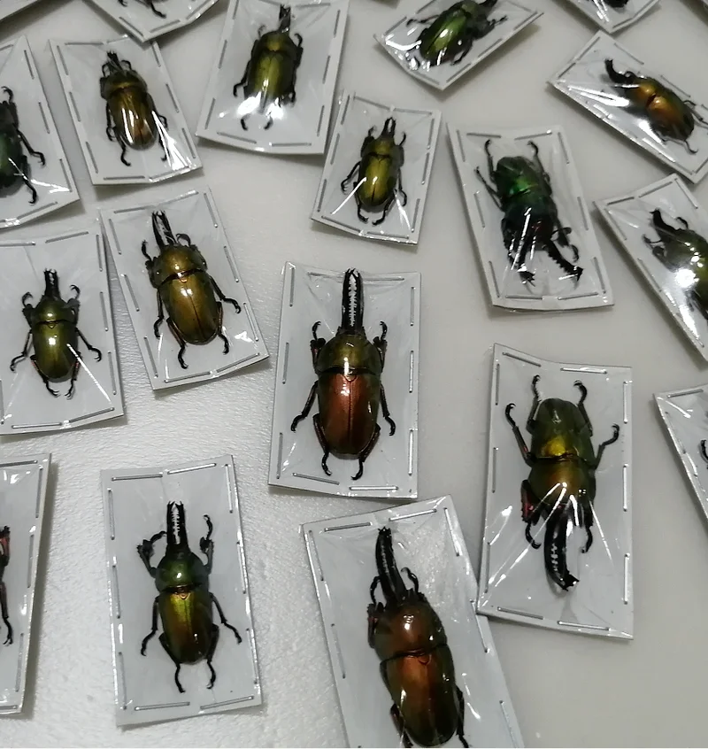 1 Pc Insect specimen Indonesian golden spade beetle photography props specimen ornaments hobby collection