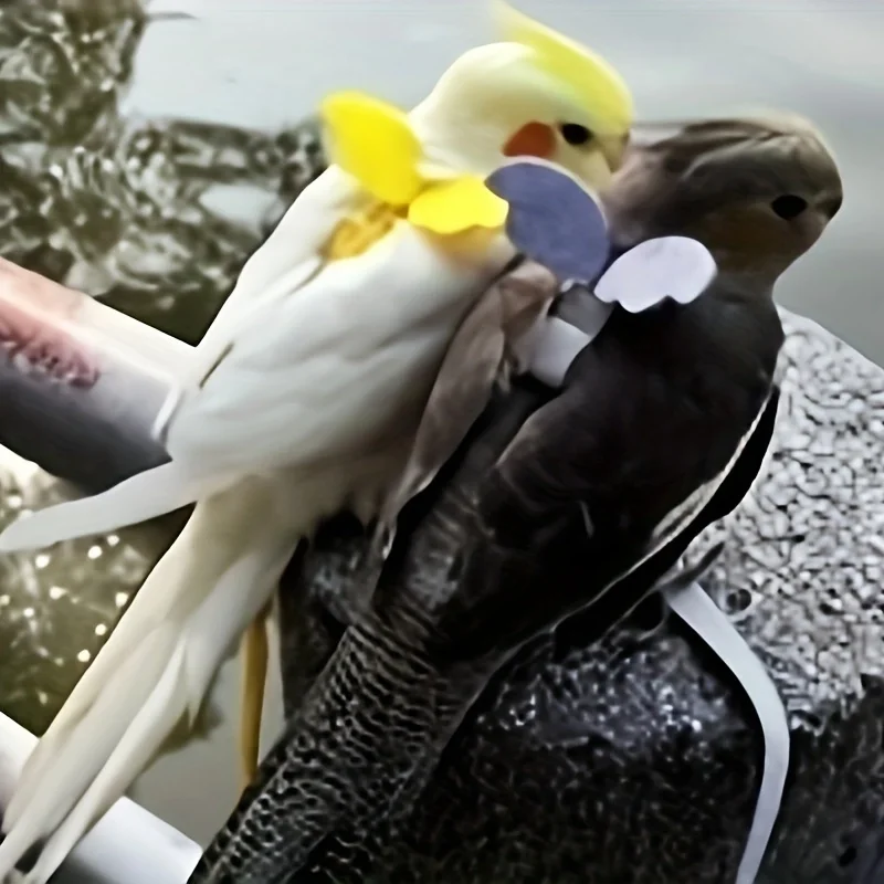 Parrots release rope, tiger skin, peonies, Xuan Feng birds use little angel suspenders to walk birds, pull and release ropes