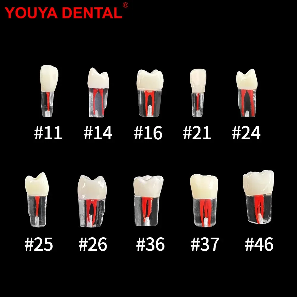 1Pcs Youya Dental Endodontic Teeth Root Canal Training Model Simulation Dentistry RCT Practice Pulp Cavity Teaching Study Model