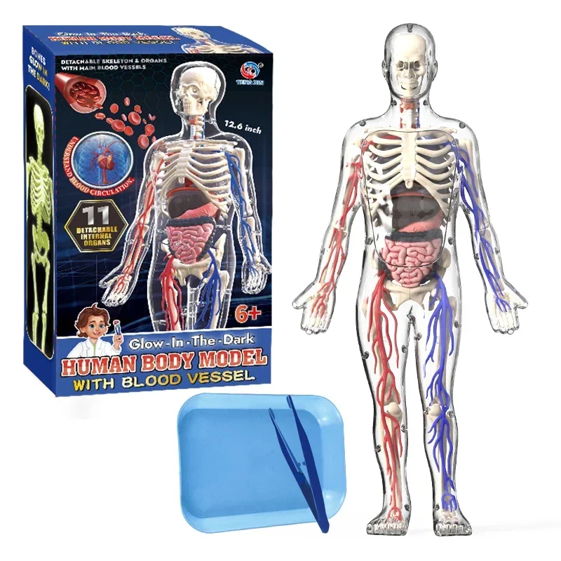 Diy 3d noctilucente órgão humano esqueleto modelo montagem anatomia para a primeira infância medicina biologia ensino estudantes primários