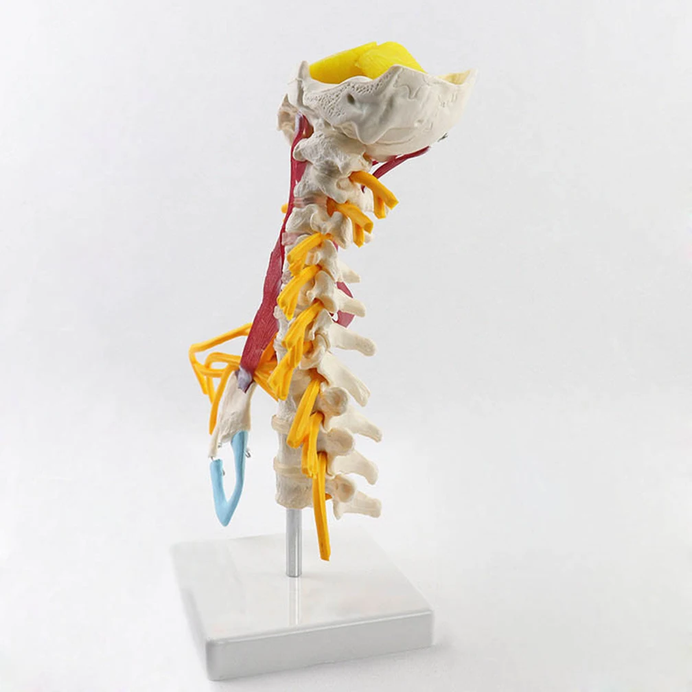 1:1 Human Cervical Spine Anatomy Model With Muscle Nerve Brainstem Occipital Bone Medical Science Teaching Resources Detachable