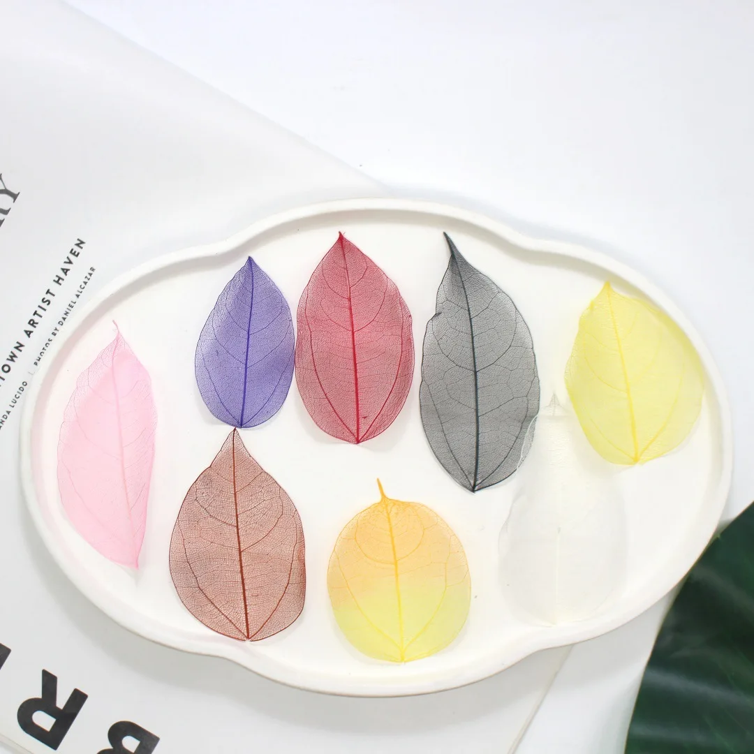 White Diamond Vein Magnolia Leaves, Natural Preserved Leaves, Handmade Dried Flowers, Colorful Mesh Bleached Leaf Specimens