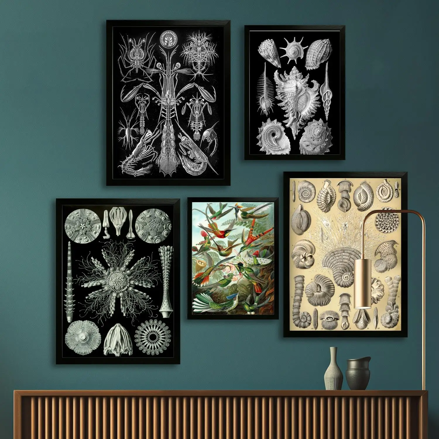 haeckel Canvas Art Poster, Wall Art, Picture Print, Modern Family, Bedroom Decor, Posters,Decorative painting