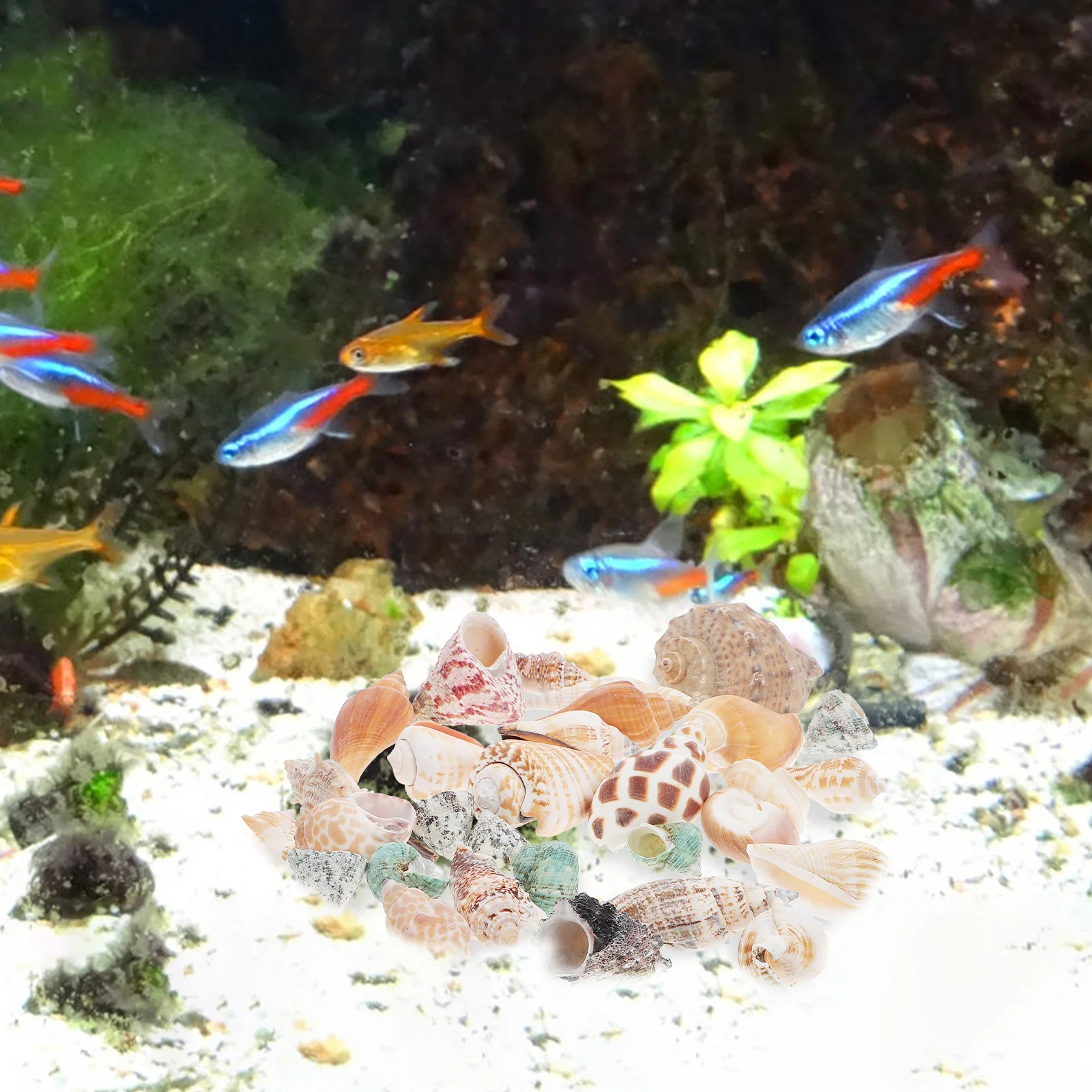 

Natural Conch Lifelike Fish Tank Crabs Shell Aquarium nament Mini Size Portable Home Adornment Safe Water Quality
