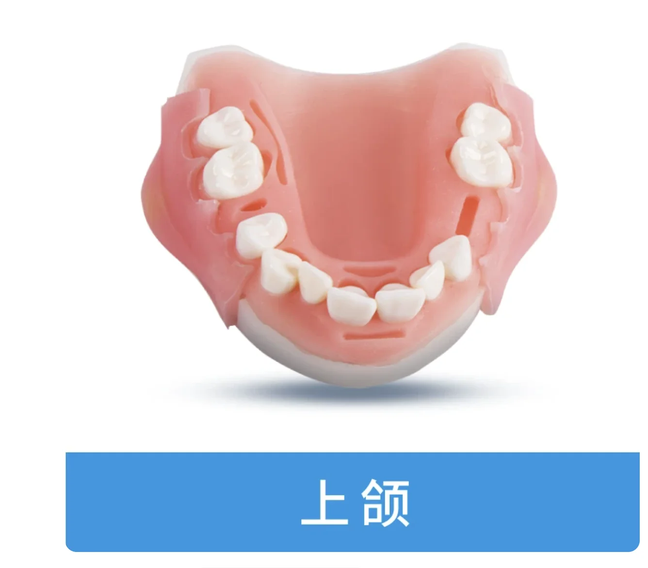 Teaching Oral Suture Training Module, Gum Suture Training Periodontitis Suture
