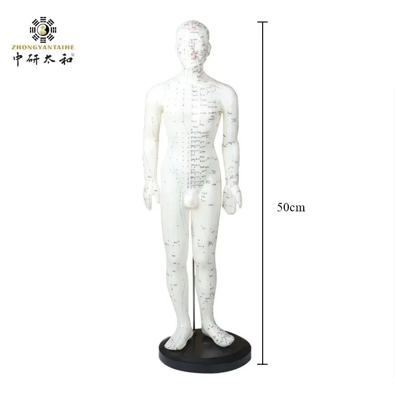 Acupuncture Manniquin Body Female Model PVC Male Human Acupuncture Model Acupoint Traditional Chinese Medicine Anatomical Models