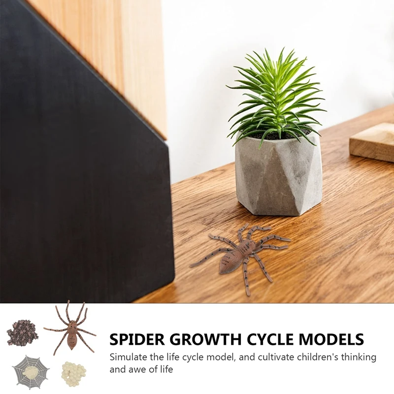 8-delige Spider Growth Cycle Animal Growth Cycle Biologisch Model Speelgoed Kinderen Cognitieve Dierfiguren Educatieve Kit