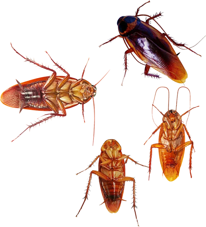 

Металлические аксессуары для модификации приводного вала, подходят для радиоуправляемых машин C8815 C8835 H1 1/10, детали для модификации металлического моста.