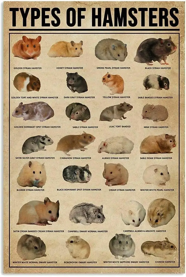 Youpinnong Types of Hamsters Metal Tin Sign knowledge Graph Fun World Education Science Classroom Infographic Retro Poster for O