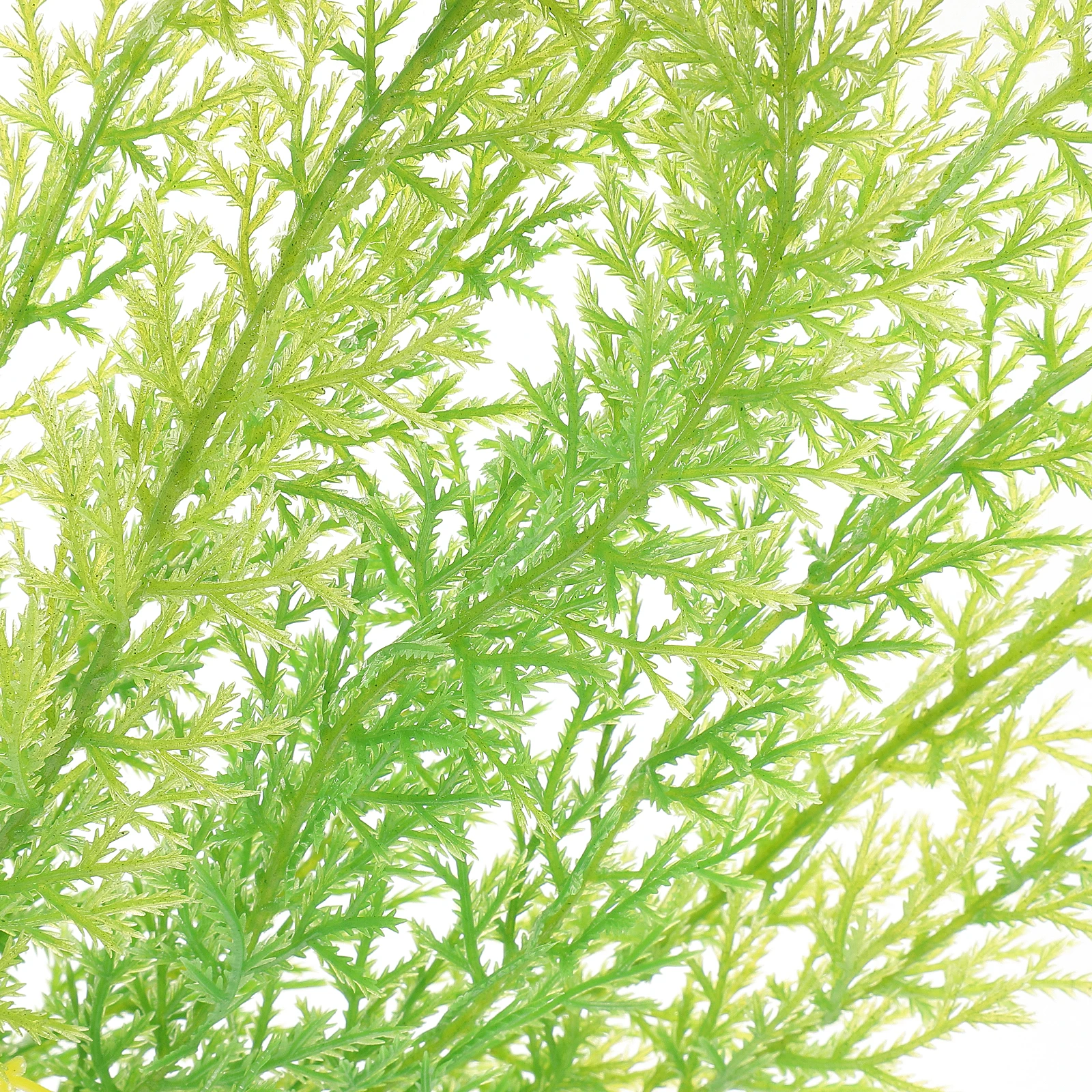 

2 Pcs Plastic Kelp for Fish Aquarium Decorations Saltwater Kit Large Accessories Fish Tank Plants Simulation Plants for Tank Pet