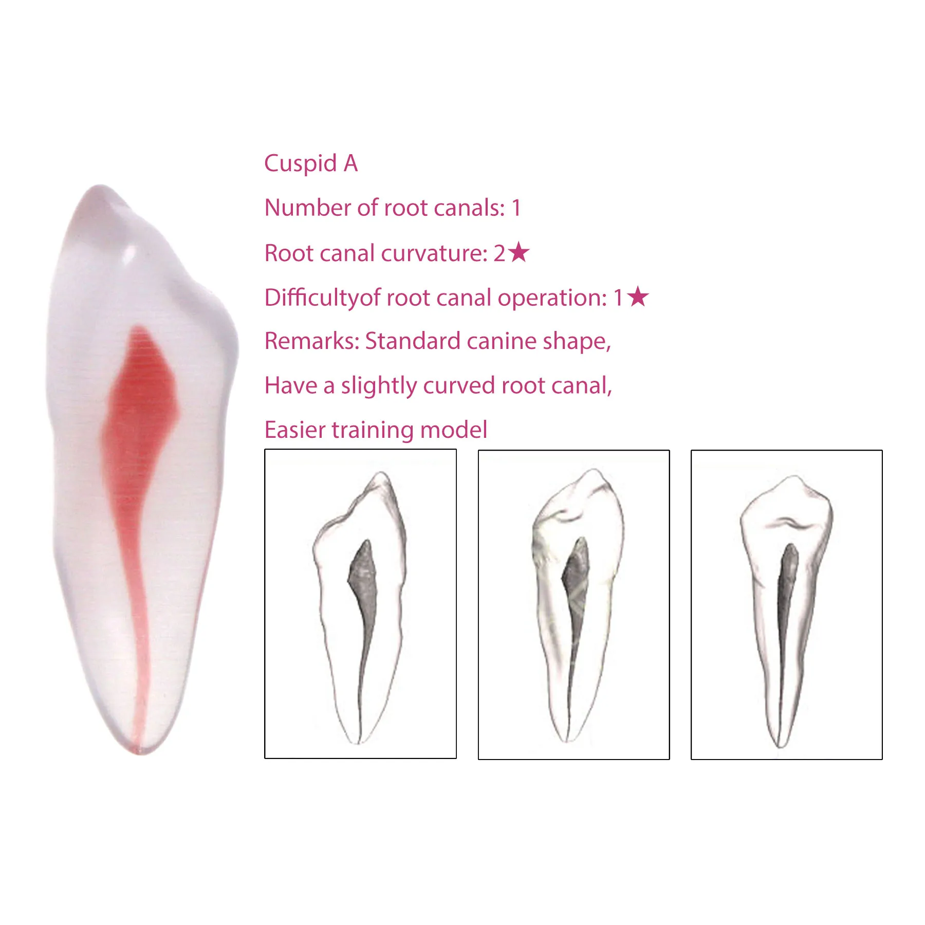 

Cuspid A 1PC 3D Dental Root Canal Model Practice Model Root Canal Therapy Resin Model Endodontics RTC