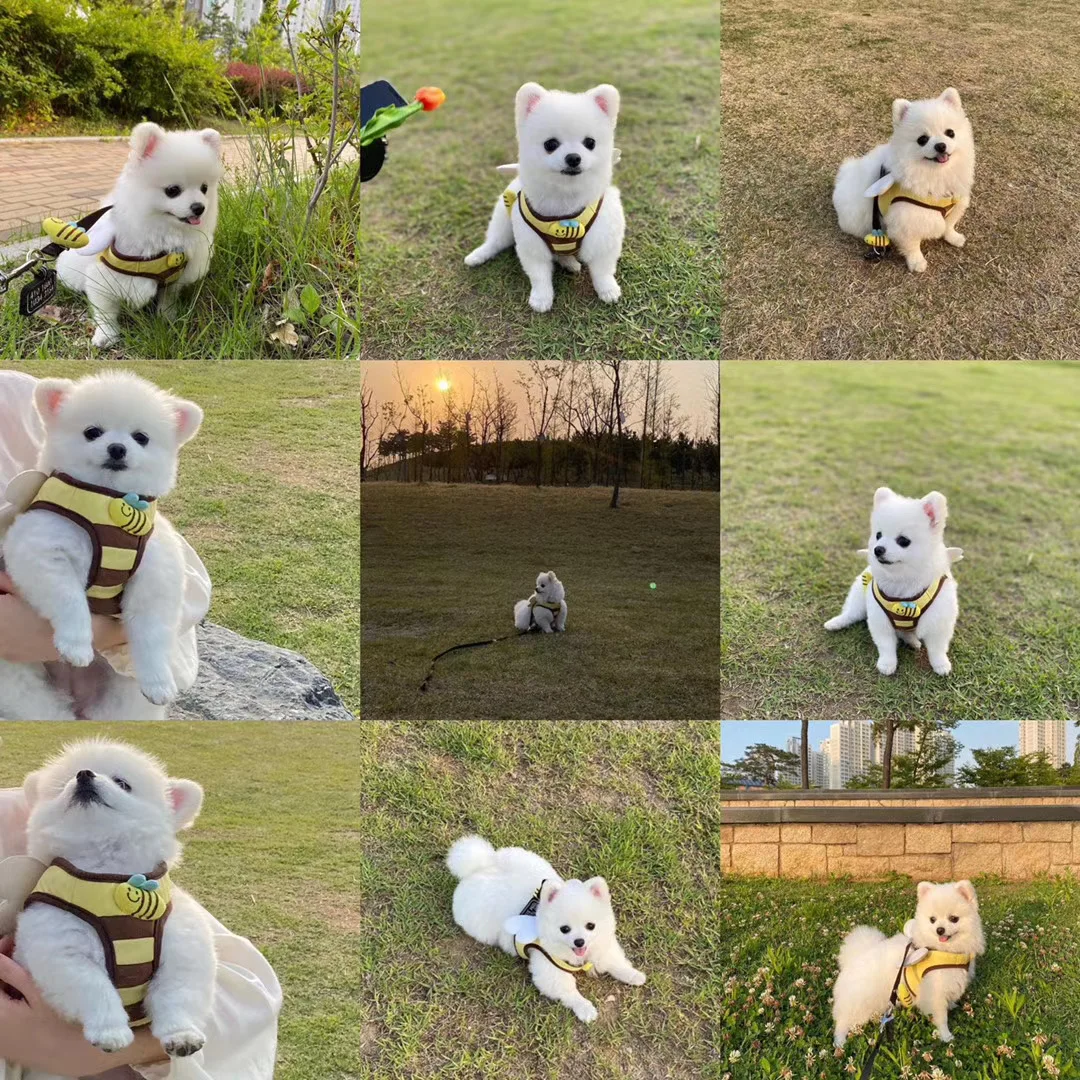Niedliches Biene-Kätzchen-Set für Welpen und Hunde, Geschirr und Leine, weiches, atmungsaktives Hundeweste-Geschirr, Haustierkleidung für kleine Hunde, Chihuahua – Detail 4
