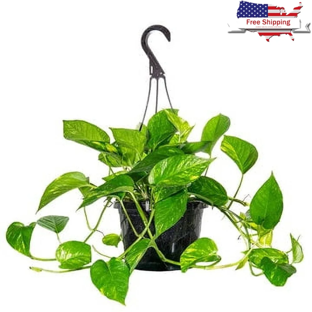 

Golden Pothos Plant in Hanging Basket Low Maintenance Indoor Outdoor Trailing Vine Houseplant Perfect Home Office Sunroom