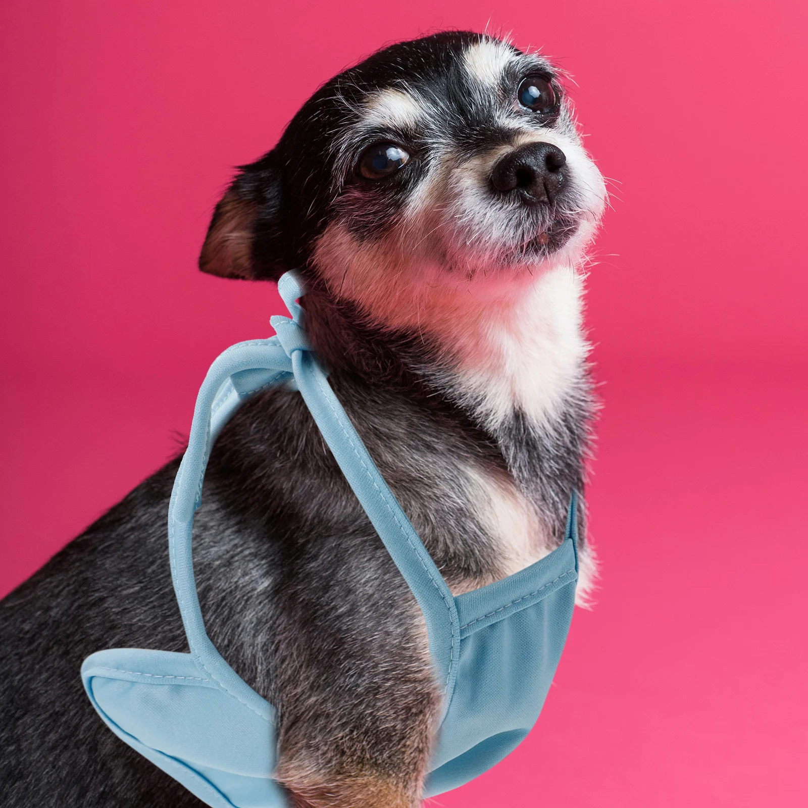 

Thick Puppy Clothes Dog Clothing Warm Belly Cover Blue M Size Soft Material Pet Costume Fall Sleepwear Dog Cat Apparel