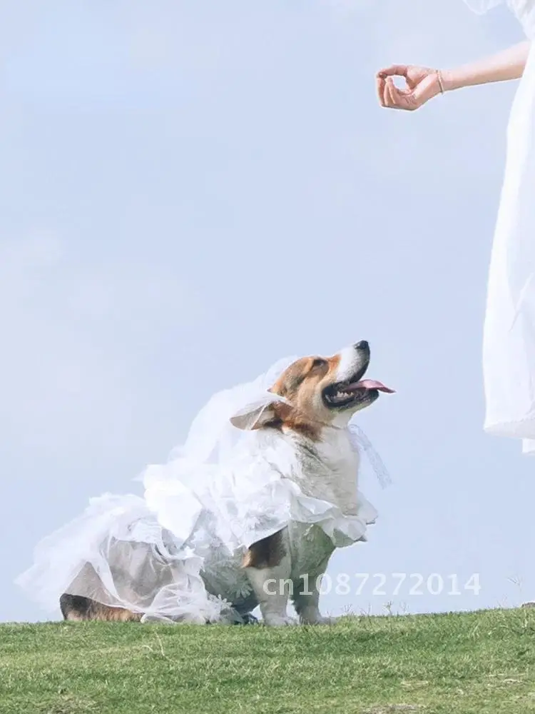 Dog Wedding Dress, Medium and Large Dog, Corgi Bridesmaid Dresses Dog, Hair, Samoye, Ceremonial Golden Shiba Robe Labrador,