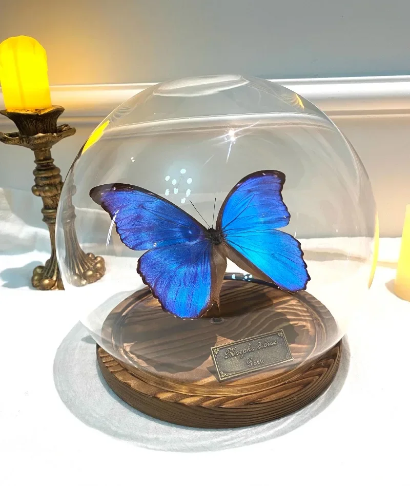 vlinderspecimen grote blauwe morpho vlinder onsterfelijke bloem glazen deksel afdichting ornament