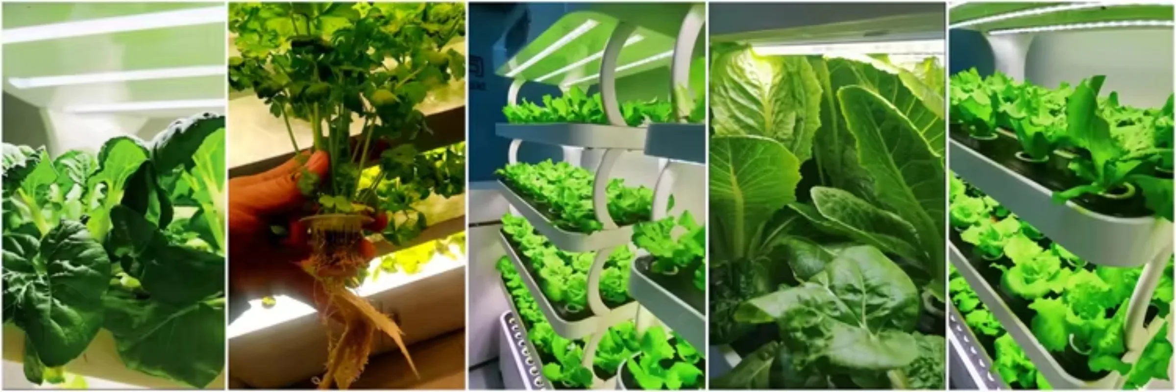 استخدام داخلي للحديقة المائية الدفيئة نظام الزراعة المائية الداخلي