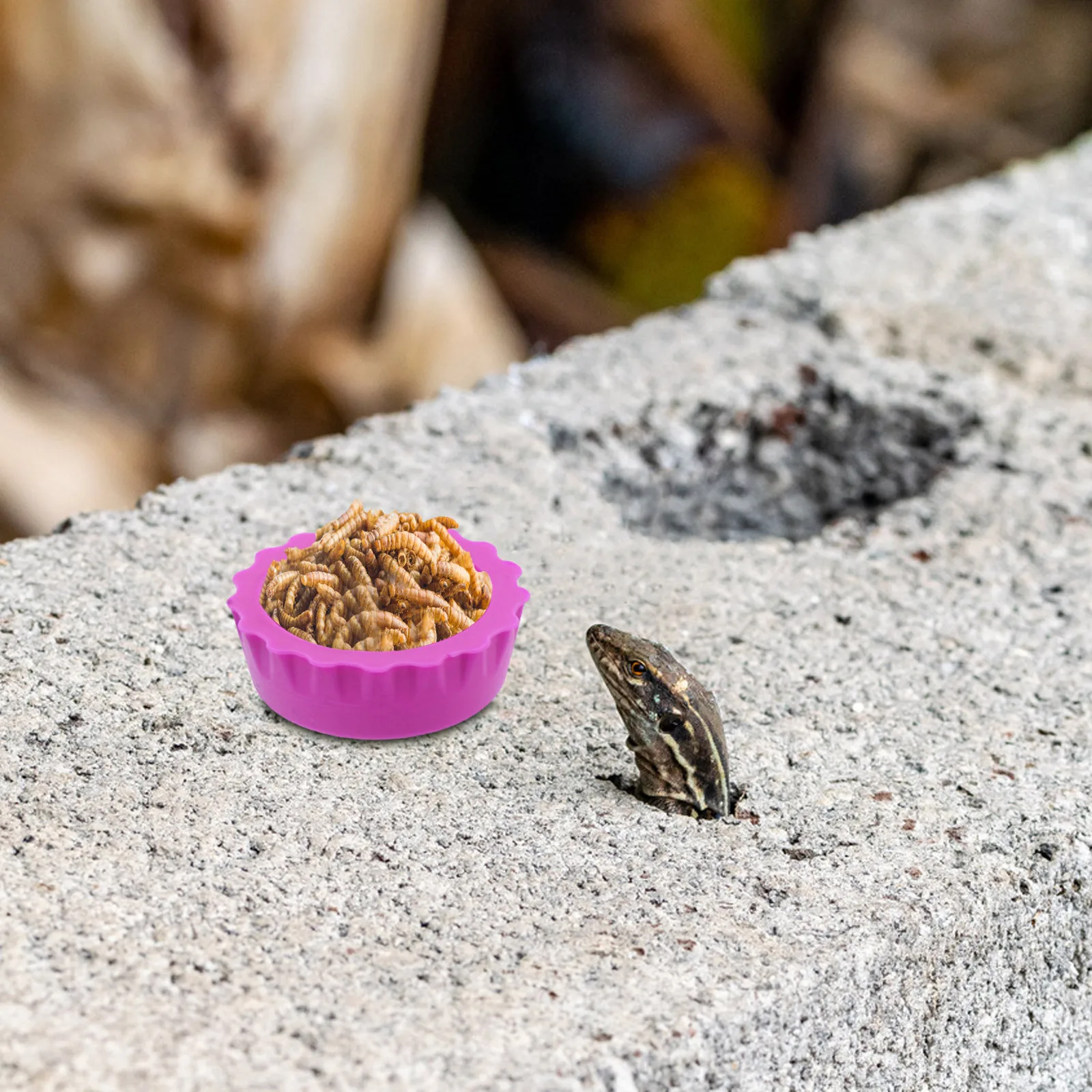 

30Pcs Reptile Feeding Cups Leaf-Shaped Gecko Food Water Bowls Lizard Feeder Stable Food Dish Reptile Tank Water Bowl Chameleon