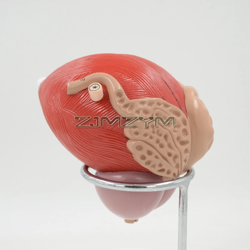 Bladder Model 3X Size, 2 Parts, Human Bladder Anatomical Model Teaching Equipment Plastic Bladder Anatomical Model