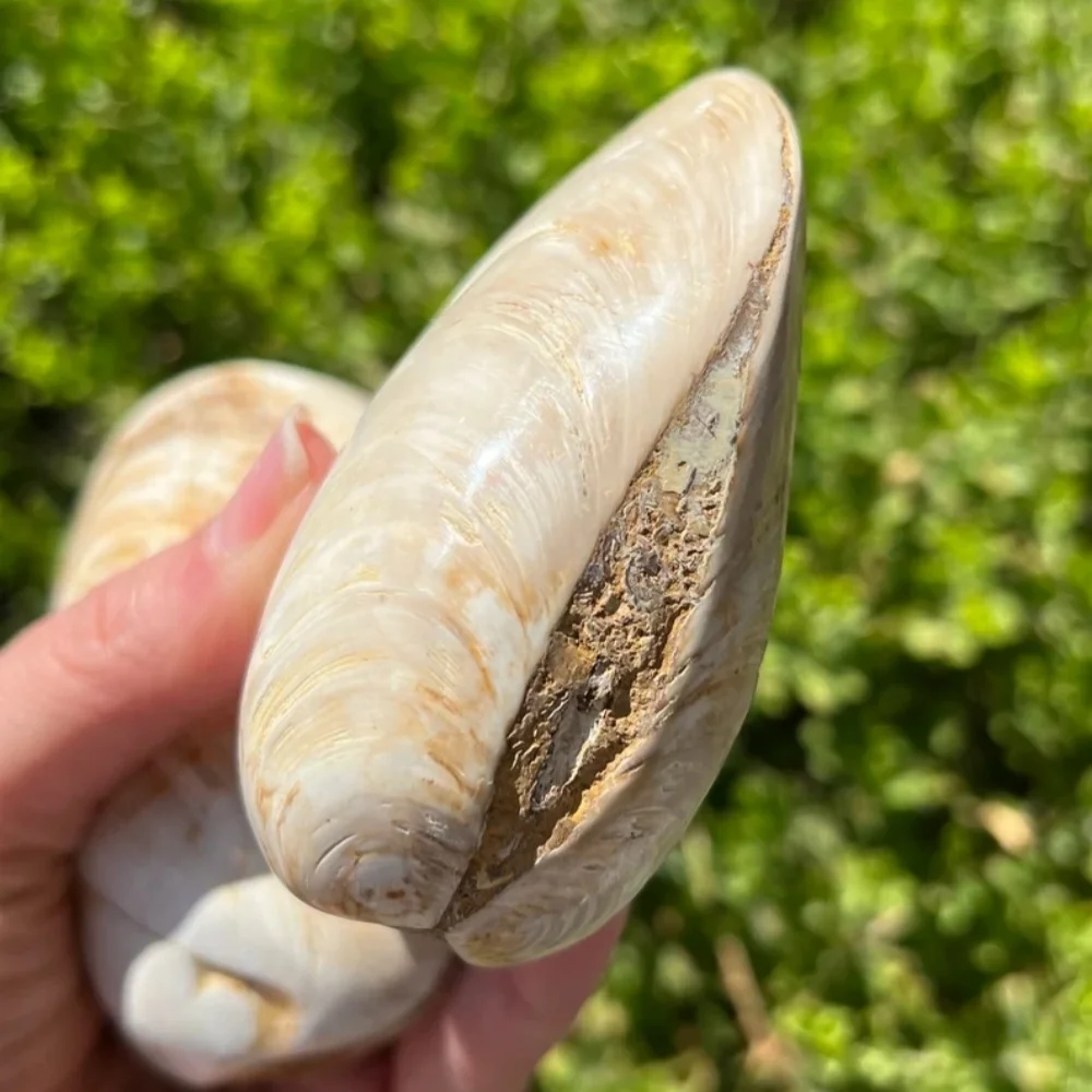 1PC large polished clam, clam shell, bivalve, each one is unique, suitable for home and office decoration