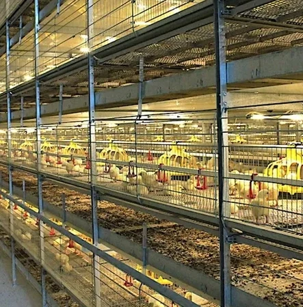 

Automatic H Type Broiler Poultry Equipment Chicken Poultry Feeding Equipment