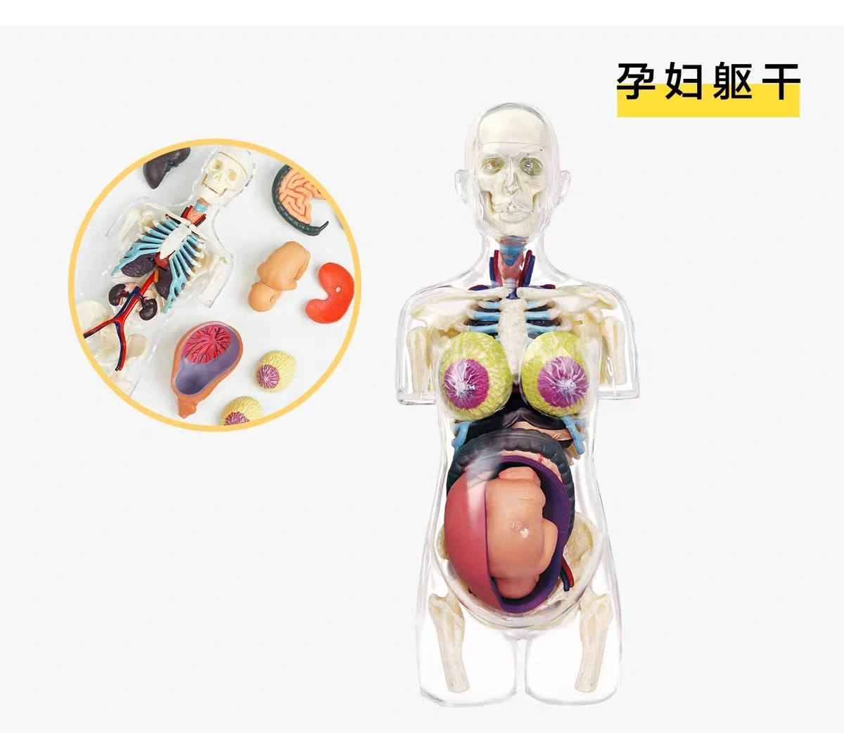 4Dpuzzle puzzle puzzle assembly toy human organ 4DMASTER half body model visceral assembly model