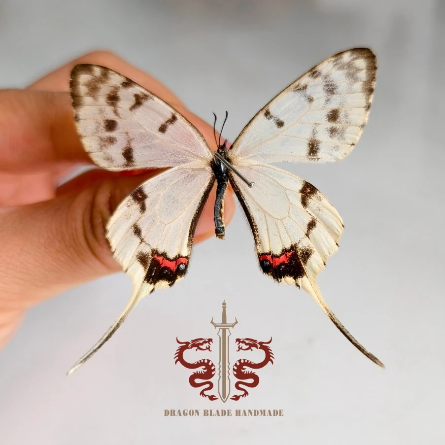 Butterfly ornament Sericinus montela, 1pc wings spread A1/A- high quality, Decorative Display Collection Gifts