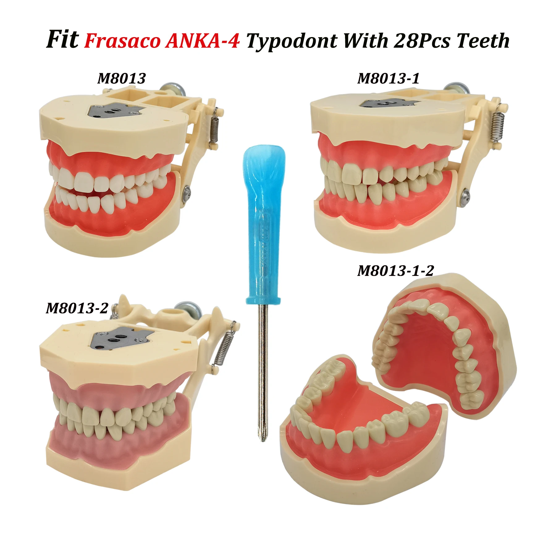 Frasaco ANKA-4 Typodont Fit ทันตกรรม 28 ชิ้นสกรูฟันรุ่นฝึกบรรจุฟื้นฟูเหงือกนุ่ม Gingivae การสอนการศึกษา