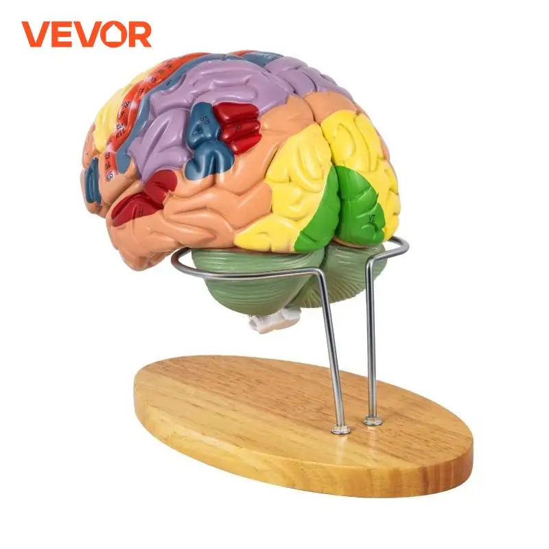Why This VEVOR Human Brain Structure Model Is the Most Practical Tool for Neuroscience Education