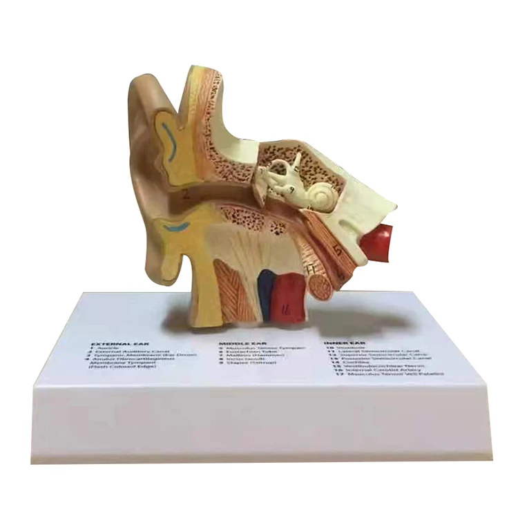 Human ear structure anatomical model ear model outer ear auditory system hearing cochlear inner ear teaching