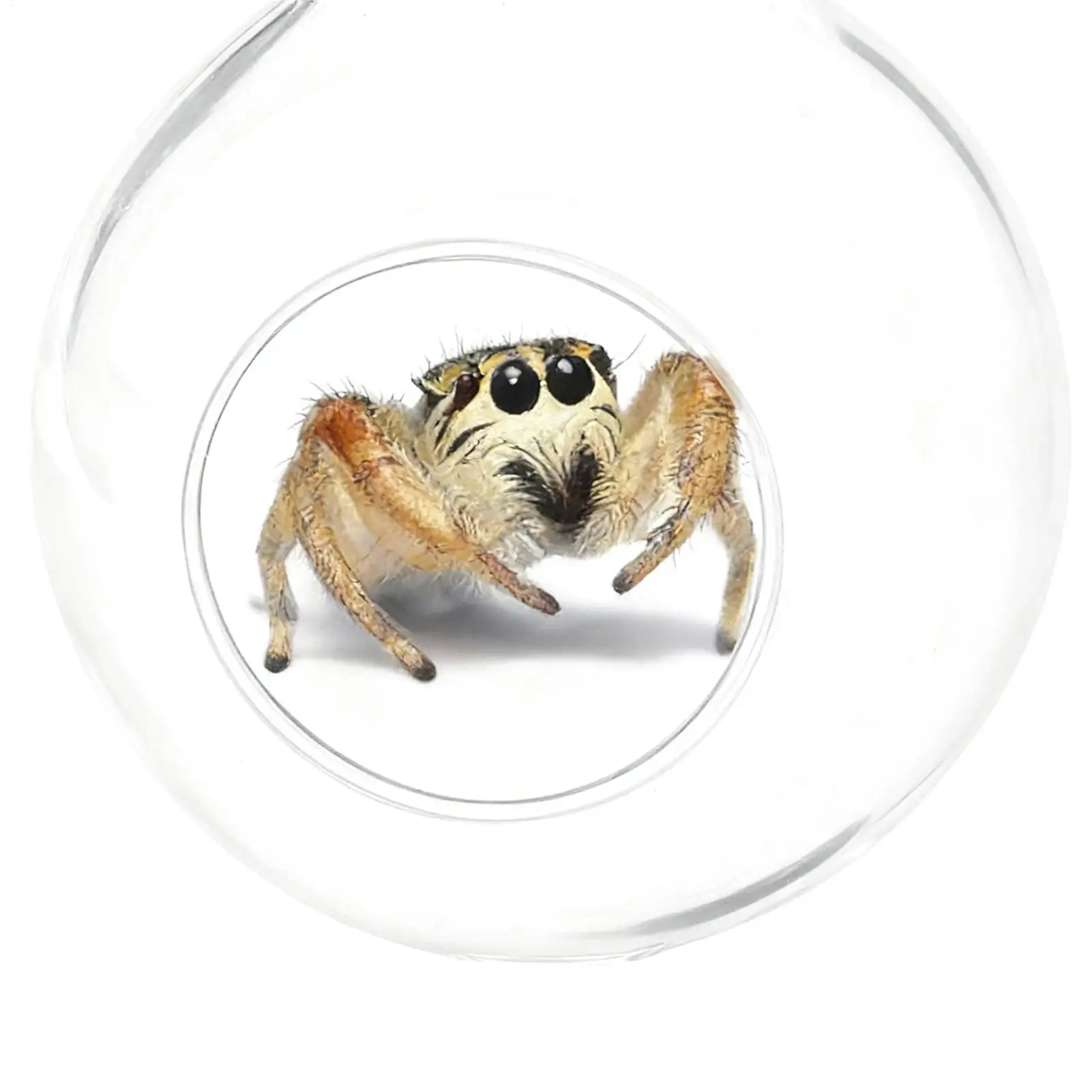 

Прыгающий паук, аксессуары для корпуса, игрушки для скалолазания, корпус для домашних животных, богомола, украшения для террариума для наблюдения, рептилий, маленький