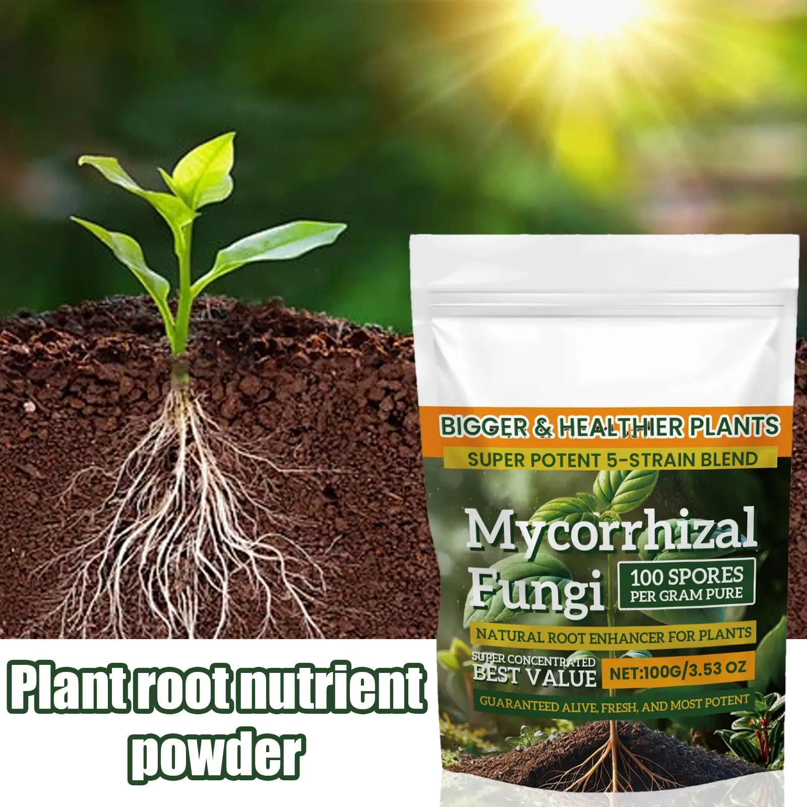where to buy pot for plants Potted house plant main image 1