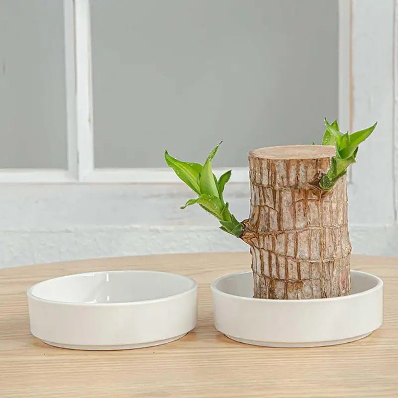 Mini Brazilian Lucky ceramic Tray Hydroponic Potted Tree Stump Mini Tray Indoor Office Desk Plant Ornaments To Purify Indoor Air