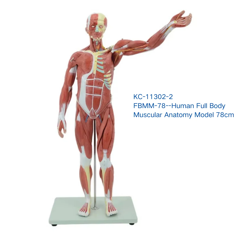 Human Full Body Muscle Model with Viscera Medical Science Muscular Anatomy Simulator for Teaching Demonstration Nursing Use Clin