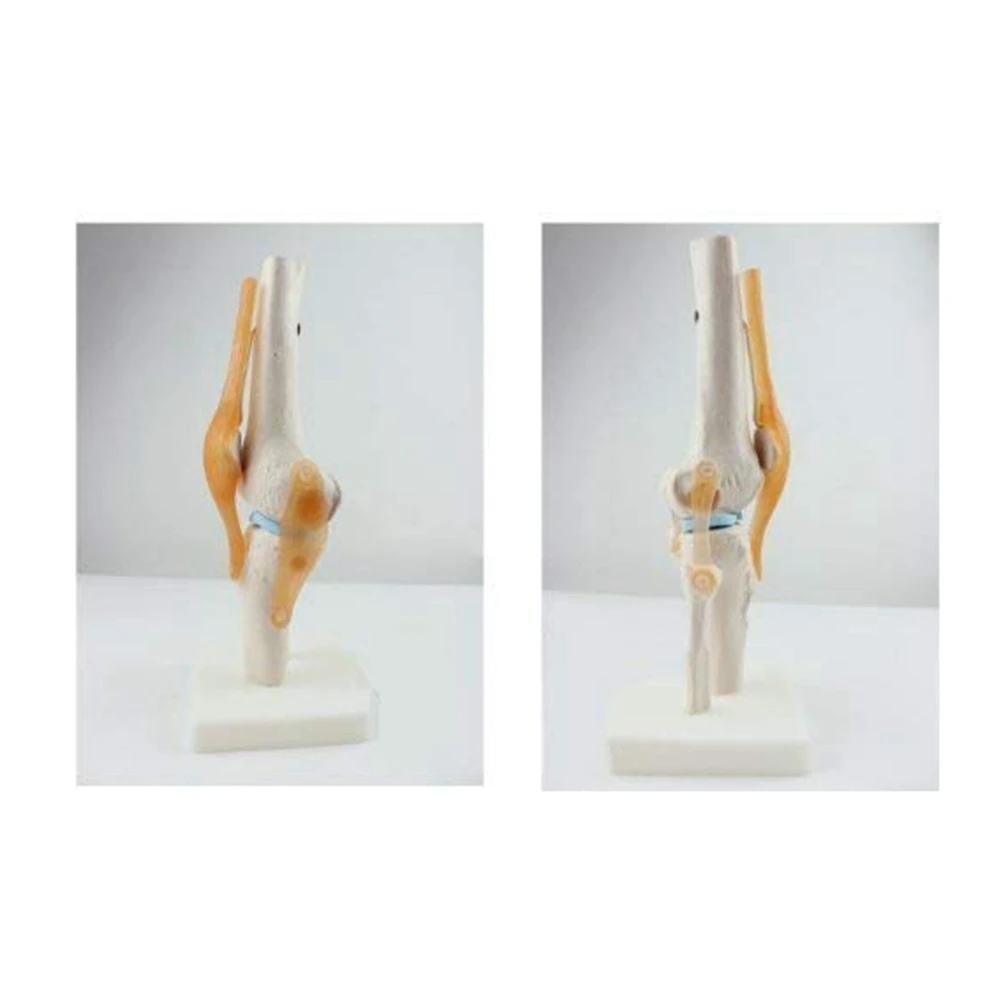 【HOT N07R】 Knee Joint Simulation Model Anatomy Human 1:1 Life Size