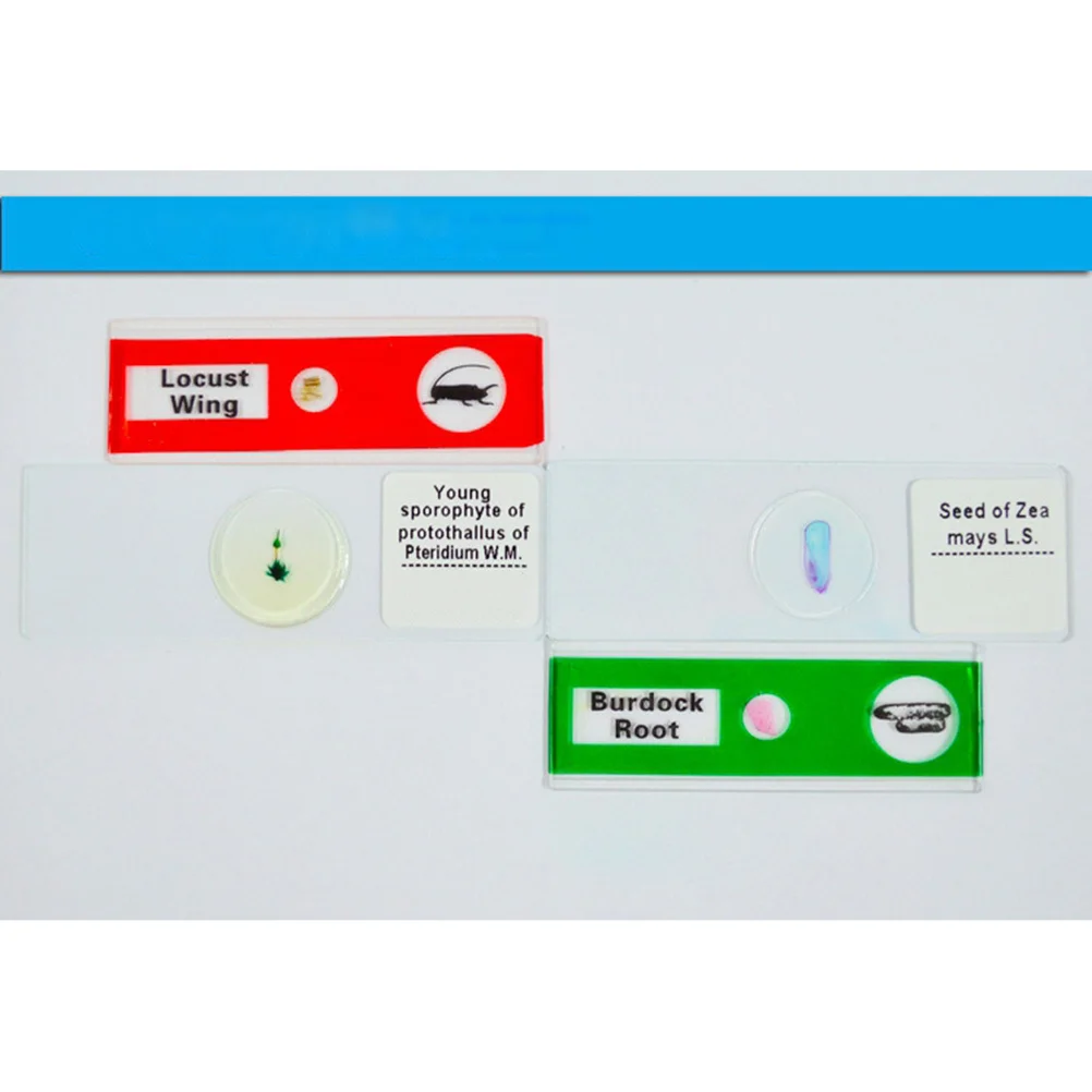 12 قطعة من شرائح العينات البيولوجية البلاستيكية للأطفال، مختبر المجهر، ألوان متنوعة، هدايا تعليمية أساسية #3