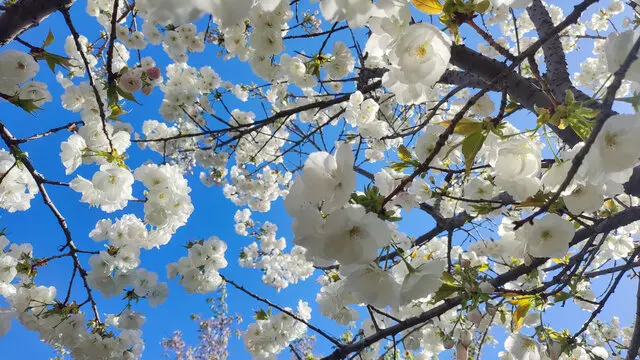 

Комплект из 4 колес и шин для радиоуправляемых краулеров, 1,9 дюйма, белые пластиковые диски + резиновые внедорожные шины, для Axial SCX10 TRX4 1:10, прочная замена