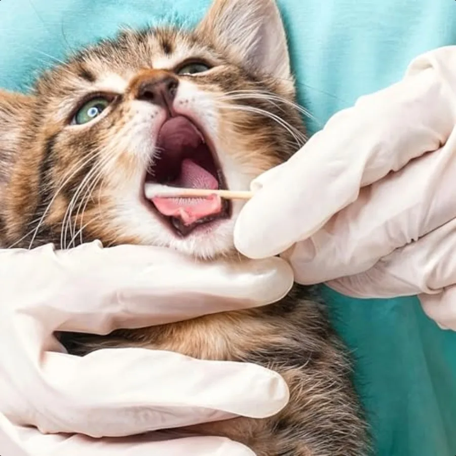 500PCS Long Large Cotton Swabs 6 Inch LintFree Dog Ear Cleaning Q Tips Bamboo Handle Soft Gentle Swab for Medium Large Pet Care