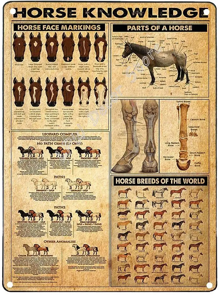 

Vintage Tin Signs Vintage Metal Signs for Bathroom Horse Knowledge 1 Coffee Wall Sign 12x8 in Ches