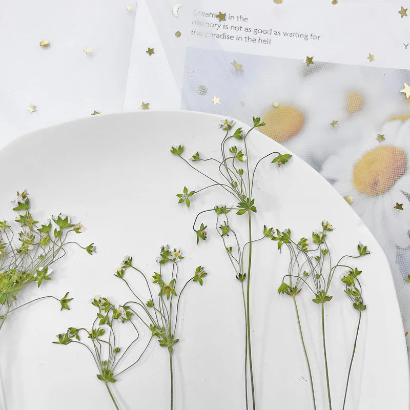 6-10 cm/24 Stück, gepresste Blume, DIY-Nagelkunst, trockene Blume, Tropfkleber, Handyhülle, Schreibtischlampe, Fotorahmen, Hochzeit, Grußkartenmaterialien – Detail 4