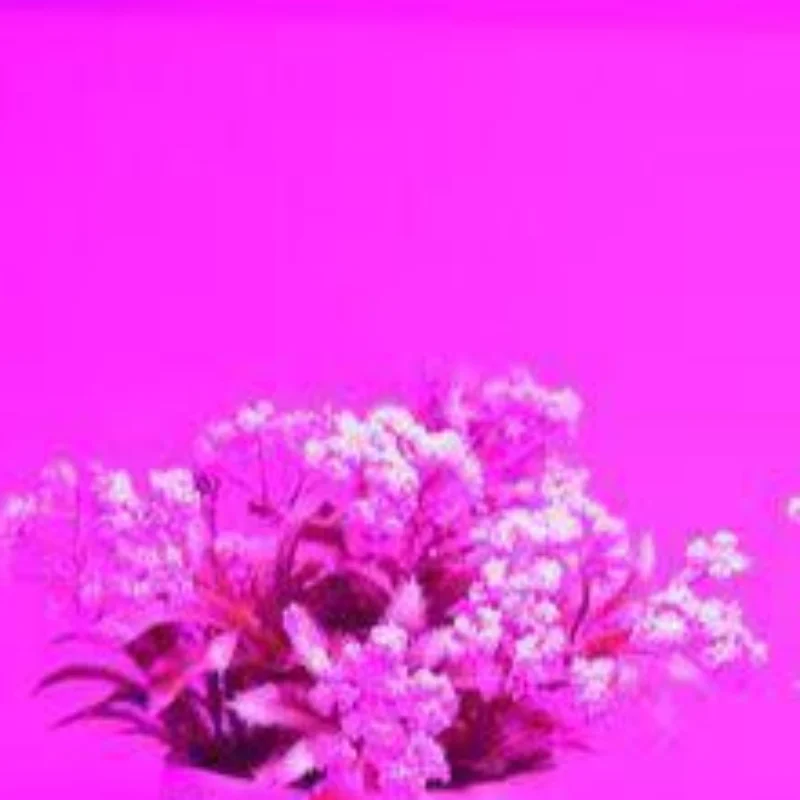 

USB LED Plant Grow Light Indoor Garden 10 Dimmable Levels Grow Light Full Spectrum Timer Setting Hydroponic Greenhouse 3H/9H/12H