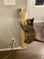 Tiragraffi per gatti Mobili da parete Tiragraffi per gattini a parete in legno per gatti di grandi dimensioni Colonne più spesse per multifunzione
