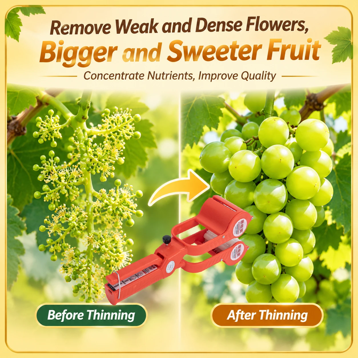 Professional Grape Flower Thinning Tool - Grape Pruning Shears for Effective Blossom Thinning and Enhanced Fruit Production
