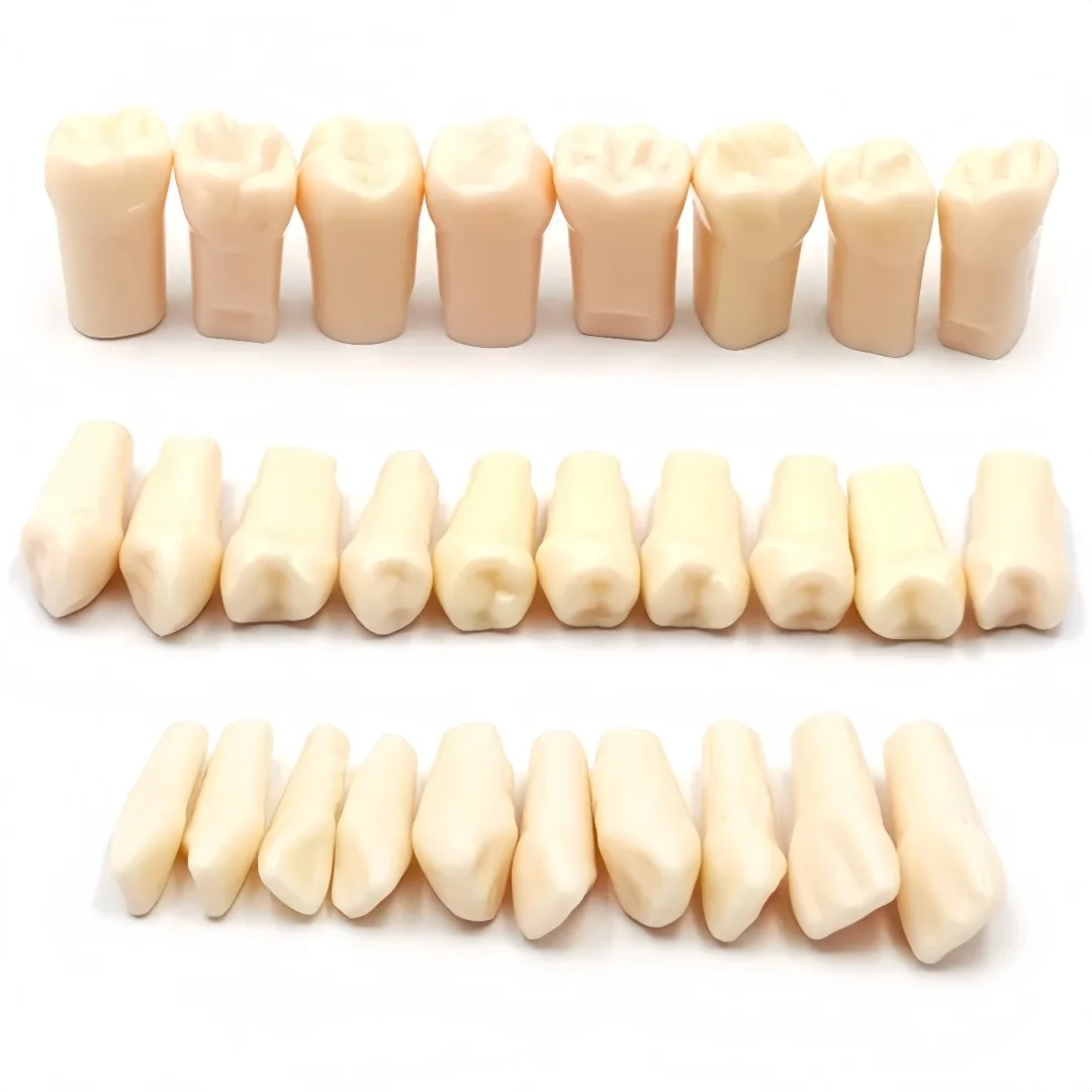 

Tooth Training Models Dental Teeth Full Mouth Simulation Resin Teeth Realistic Oral Teaching Tool for Dentistry Student Practice