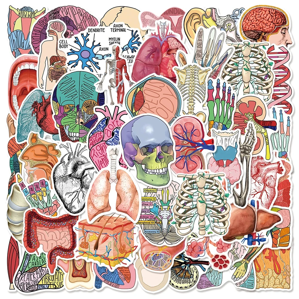 

10/30/50pcs Vintage Medical Anatomy Physiology Stickers Cartoon Human Body Structure Decals DIY Suitcase Phone Notebook Sticker