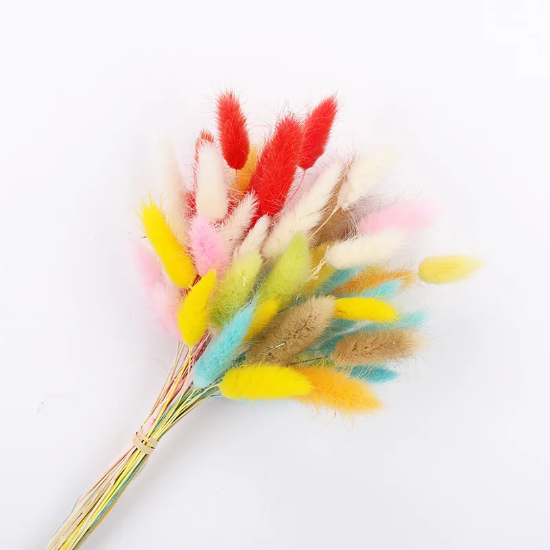 Flores secas naturais Coelho Coelho Cauda Grama Bunch Real Flor Bouquet Pampas Grass para Decoração de Casamento Home 30/60PCS